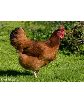 KURKA NATURKA SYPKA PASZA DLA KUR NIOSKA NUTRENA 25kg