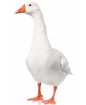 Kurka Naturka kaczka i gęś 2 pasza karma Nutrena 25 kg