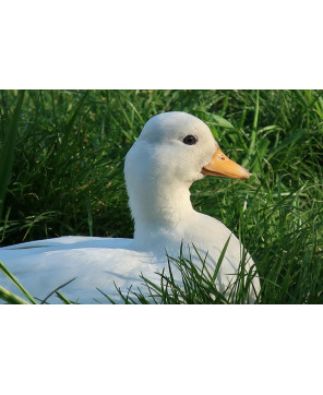 Kurka Naturka kaczka i gęś 2 pasza karma Nutrena 25 kg