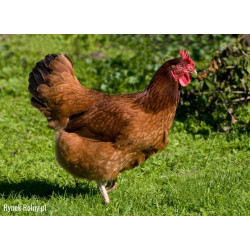 KOKOSZKA SMAKOSZKA SYPKA PASZA DLA KUR NIOSKA PROVIMI 25 kg
